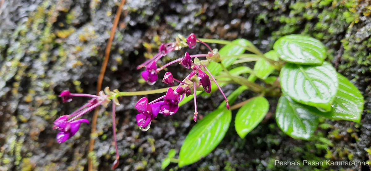 Impatiens janthina Thwaites